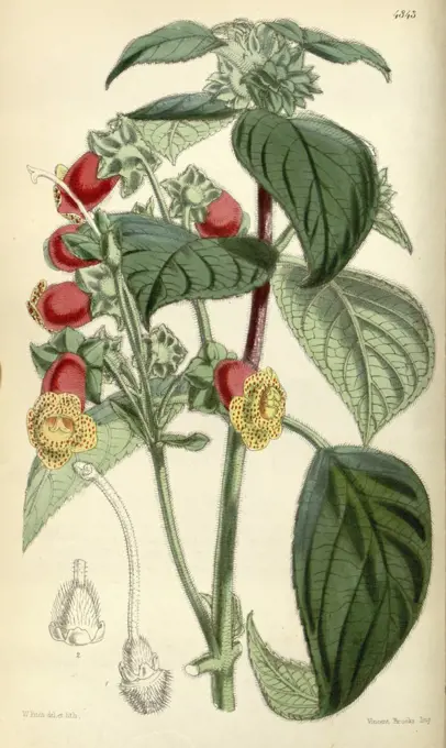 Botanical Print by Walter Hood Fitch 1817 - 1892, W.H. Fitch was an botanical illustrator and artist, born in Glasgow, Scotland, UK, colour lithograph. From the Liszt Masterpieces of Botanical Illustration Collection.