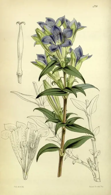 Botanical Print by Walter Hood Fitch 1817 - 1892, W.H. Fitch was an botanical illustrator and artist, born in Glasgow, Scotland, UK, colour lithograph. From the Liszt Masterpieces of Botanical Illustration Collection.