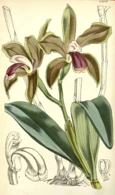 19th century botanical colour print. Botanical illustration. Form, colour, and details of the plant as an art piece. From the Liszt Masterpieces of Botanical Illustration Collection.