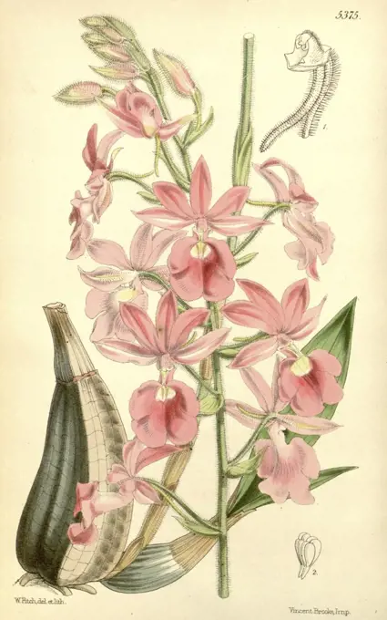 Botanical Print by Walter Hood Fitch 1817 - 1892, W.H. Fitch was an botanical illustrator and artist, born in Glasgow, Scotland, UK, colour lithograph. From the Liszt Masterpieces of Botanical Illustration Collection.