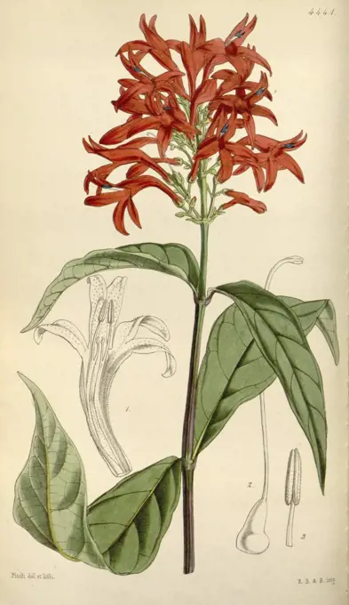 Botanical Print by Walter Hood Fitch 1817 - 1892, W.H. Fitch was an botanical illustrator and artist, born in Glasgow, Scotland, UK, colour lithograph. From the Liszt Masterpieces of Botanical Illustration Collection.