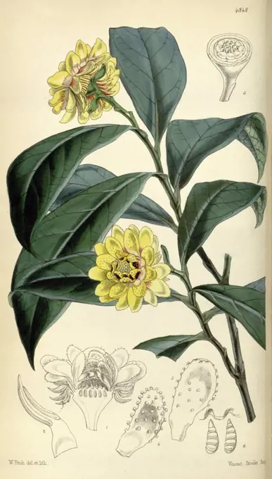 Botanical Print by Walter Hood Fitch 1817 - 1892, W.H. Fitch was an botanical illustrator and artist, born in Glasgow, Scotland, UK, colour lithograph. From the Liszt Masterpieces of Botanical Illustration Collection.