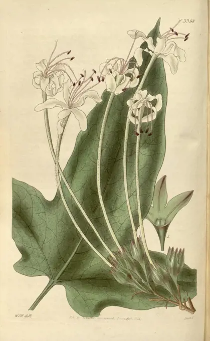 Botanical print by Sir William  Jackson Hooker, FRS, 1785 -  1865, English botanical  illustrator. He held the post of  Regius Professor of Botany at  Glasgow University, and was  Director of the Royal Botanic  Gardens, Kew. From the Liszt  Masterpieces of Botanical  Illustration Collection.