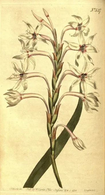 Botanical print by Sydenham  Teast Edwards 1768 - 1819,  Sydenham Edwards was a natural  history illustrator, British,  UK, colour lithograph, botanical  artist. From the Liszt  Masterpieces of Botanical  Illustration Collection.