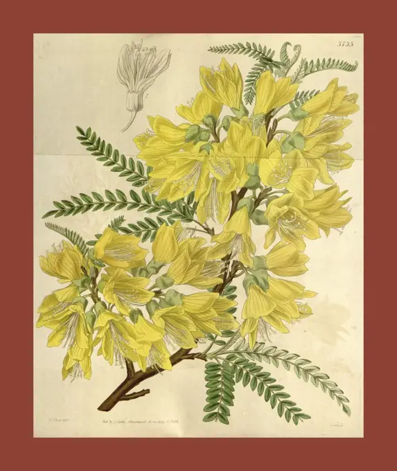 Botanical Print by Walter Hood Fitch 1817 - 1892, W.H. Fitch was an botanical illustrator and artist, born in Glasgow,  Scotland, UK, colour lithograph