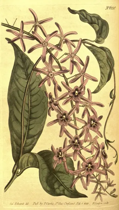 Botanical print by Sydenham Teast Edwards 1768 - 1819, Sydenham Edwards was a natural history illustrator, British, UK,  colour lithograph, botanical artist