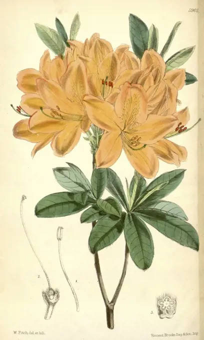 Botanical Print by Walter Hood Fitch 1817 - 1892, W.H. Fitch was an botanical illustrator and artist, born in Glasgow,  Scotland, UK, colour lithograph