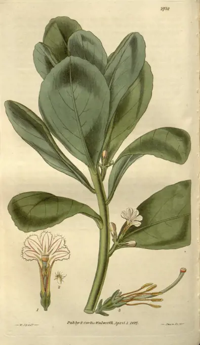 Botanical print by Sir William Jackson Hooker, FRS, 1785 - 1865, English botanical illustrator. He held the post of Regius Professor of Botany at Glasgow University, and was Director of the Royal Botanic Gardens, Kew.