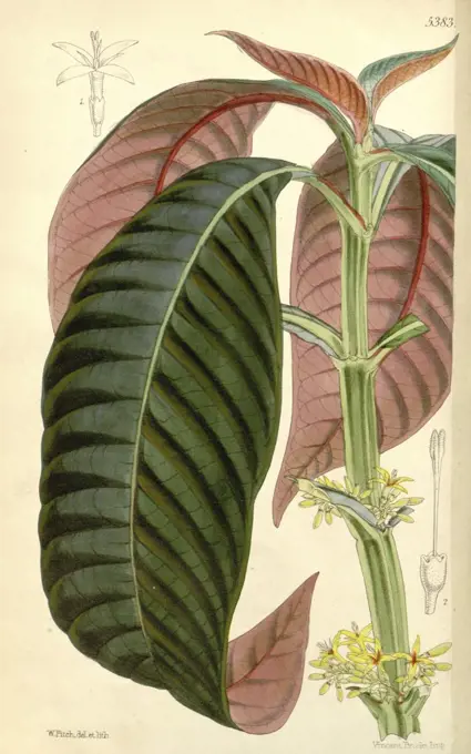 Botanical Print by Walter Hood Fitch 1817 - 1892, botanical illustrator and artist, born in Glasgow, Scotland, UK, colour lithograph