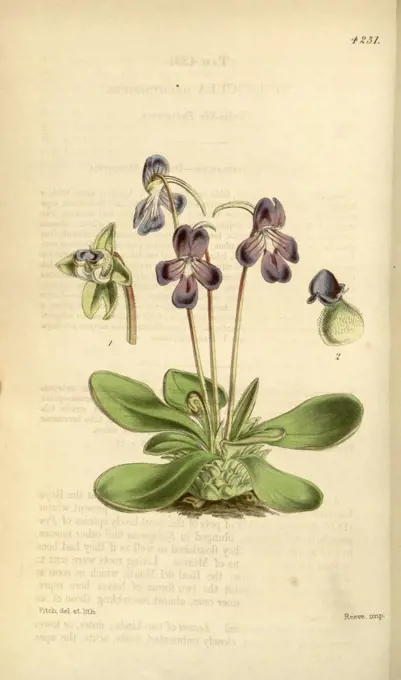 Botanical Print by Walter Hood Fitch 1817 - 1892, botanical illustrator and artist, born in Glasgow, Scotland, UK, colour lithograph