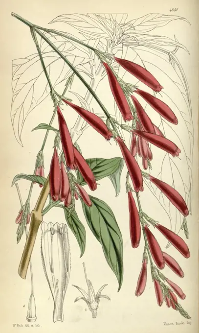 Botanical Print by Walter Hood Fitch 1817 - 1892, botanical illustrator and artist, born in Glasgow, Scotland, UK, colour lithograph