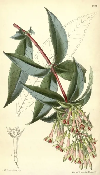 Botanical Print by Walter Hood Fitch 1817 - 1892, botanical illustrator and artist, born in Glasgow, Scotland, UK, colour lithograph