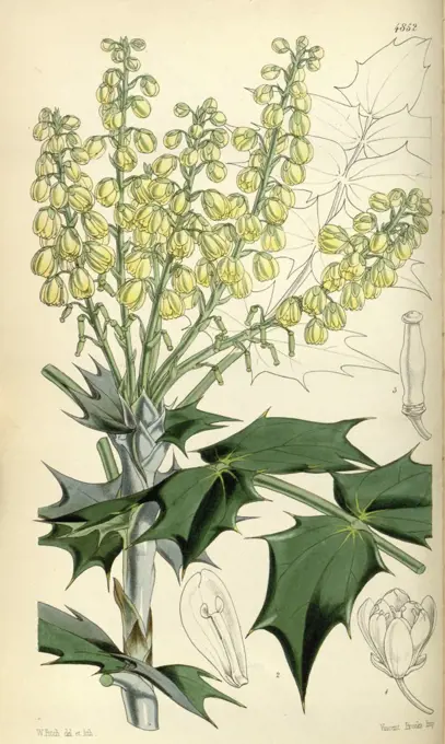 Botanical Print by Walter Hood Fitch 1817 - 1892, botanical illustrator and artist, born in Glasgow, Scotland, UK, colour lithograph