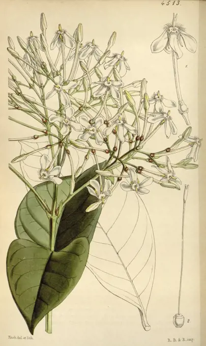 Botanical Print by Walter Hood  Fitch 1817 - 1892, botanical  illustrator and artist, born in  Glasgow, Scotland, UK, colour  lithograph