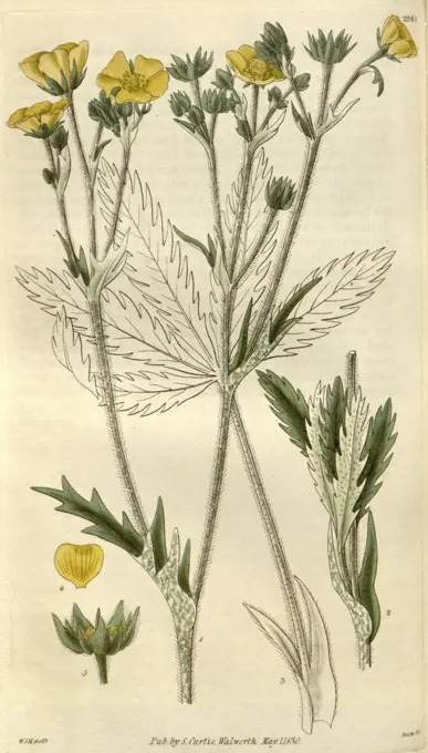 Botanical print by Sir William  Jackson Hooker, FRS, 1785 - 1865,  English botanical illustrator. He  held the post of Regius Professor  of Botany at Glasgow University,  and was Director of the Royal  Botanic Gardens, Kew.