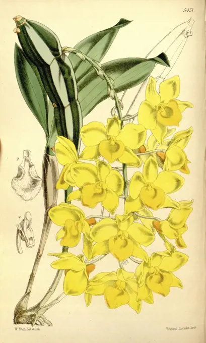 Botanical Print by Walter Hood Fitch 1817 - 1892, botanical illustrator and artist, born in Glasgow, Scotland, UK, colour  lithograph