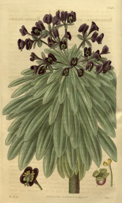 Botanical print by Sir William Jackson Hooker, FRS, 1785 - 1865, English botanical illustrator. He held the post of Regius Professor of Botany at Glasgow University, and was Director of the Royal Botanic Gardens, Kew.