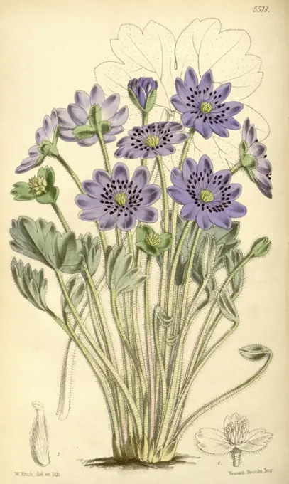 Botanical Print by Walter Hood Fitch 1817 - 1892, botanical illustrator, born in Glasgow, Scotland, UK, colour lithograph