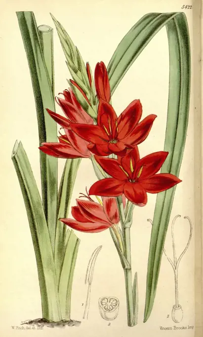 Botanical Print by Walter Hood Fitch 1817 - 1892, botanical illustrator and artist, born in Glasgow, Scotland, UK, colour lithograph