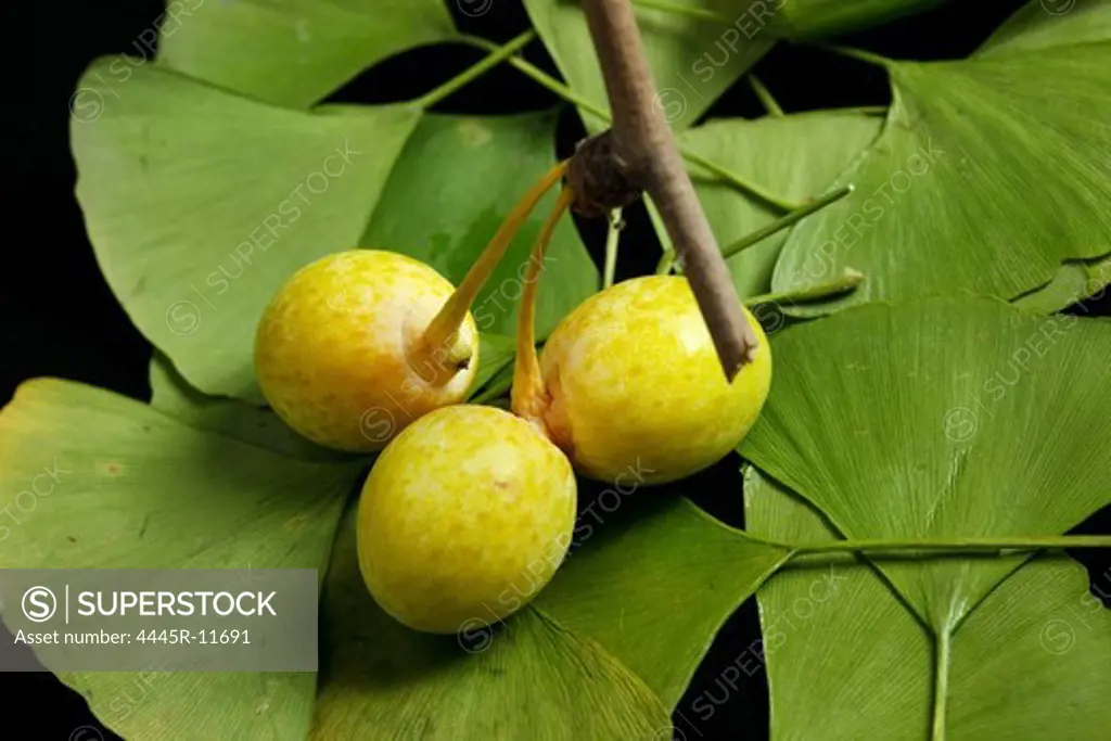 Close-up of Ginkgo Biloba Fruit