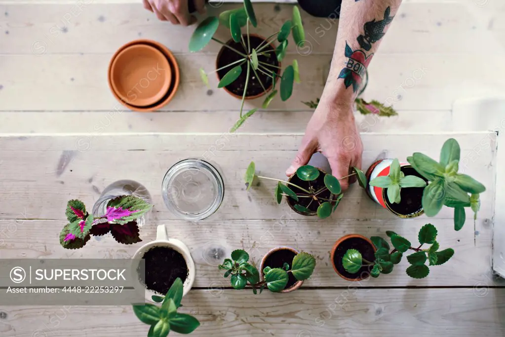 Directly above view of male environmentalist gardening on wooden steps at home