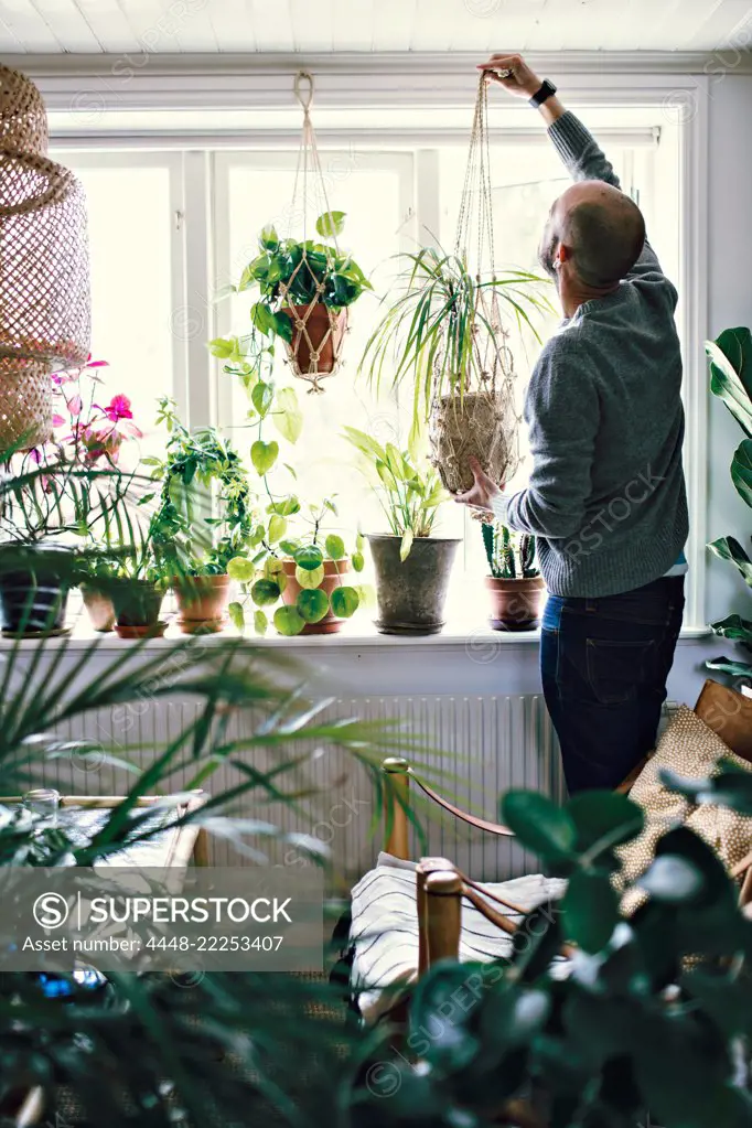 Rear view of male environmentalist hanging potted plant on window in room at home