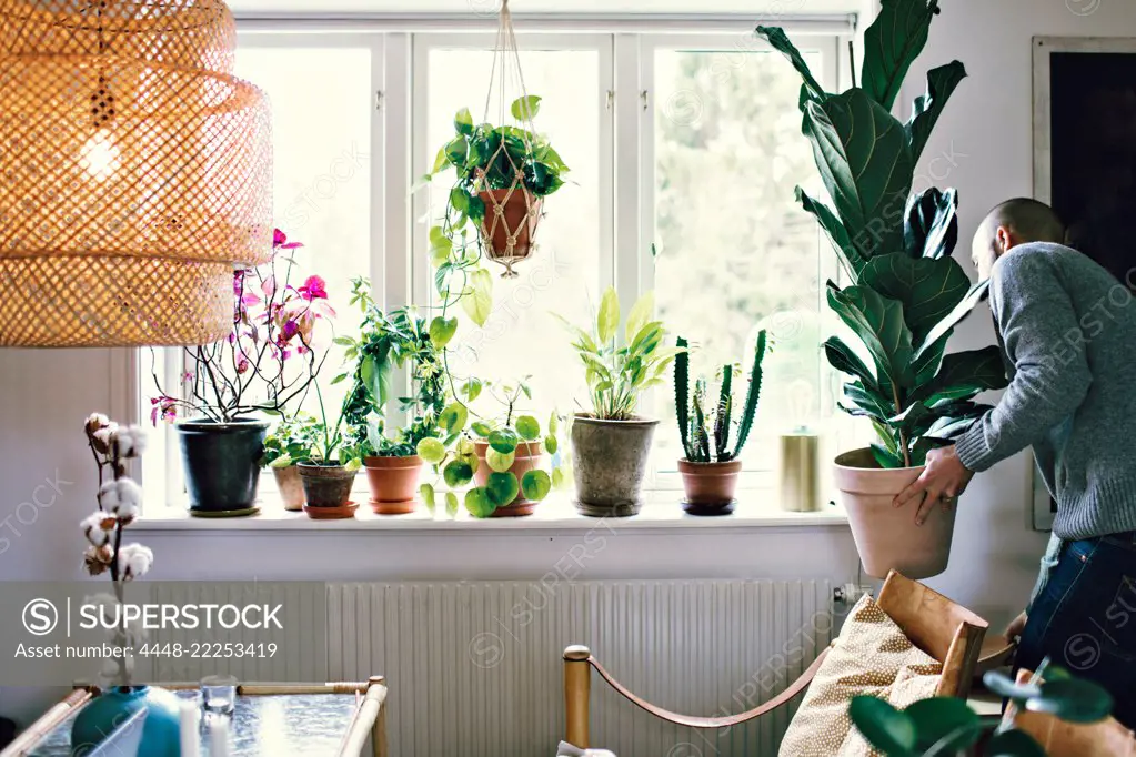 Man carrying potted plant by window in room at home