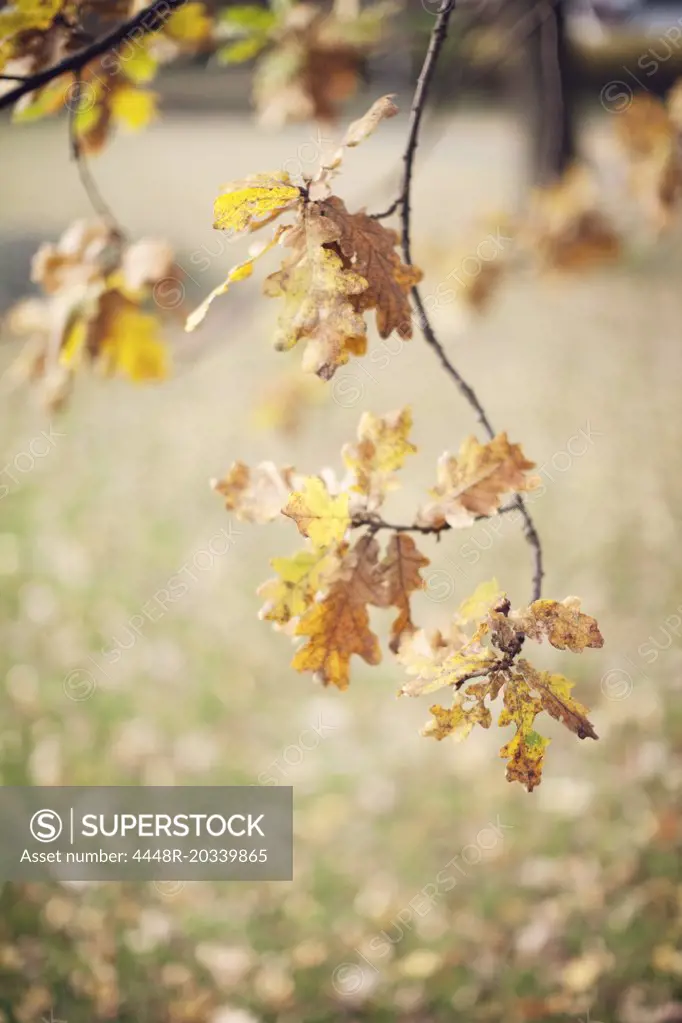 Close-up of leaf on branch