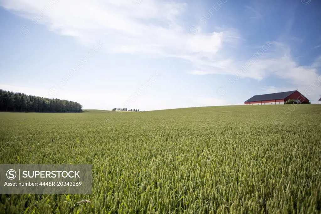 Tranquil view of cropland against cloudy sky