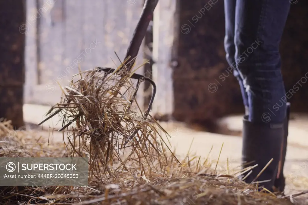 Midsection of farmer shoveling hay in barn