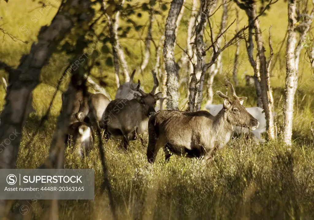 Reindeers