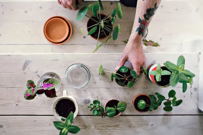 Directly above view of male environmentalist gardening on wooden steps at home