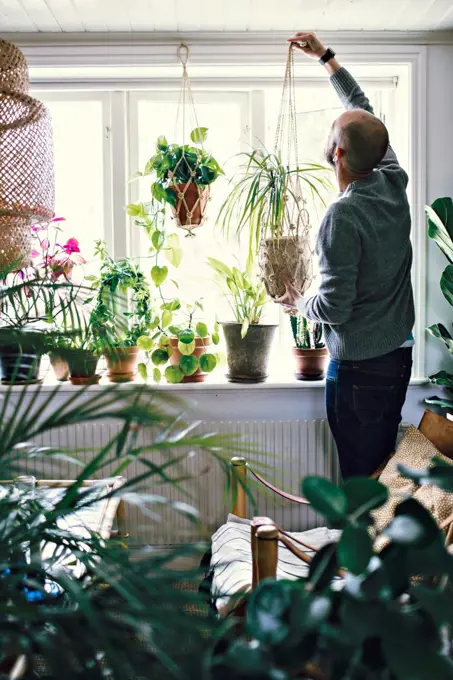 Rear view of male environmentalist hanging potted plant on window in room at home