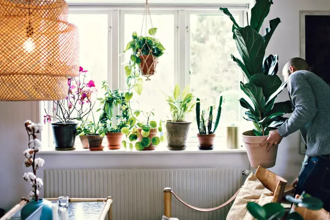 Man carrying potted plant by window in room at home