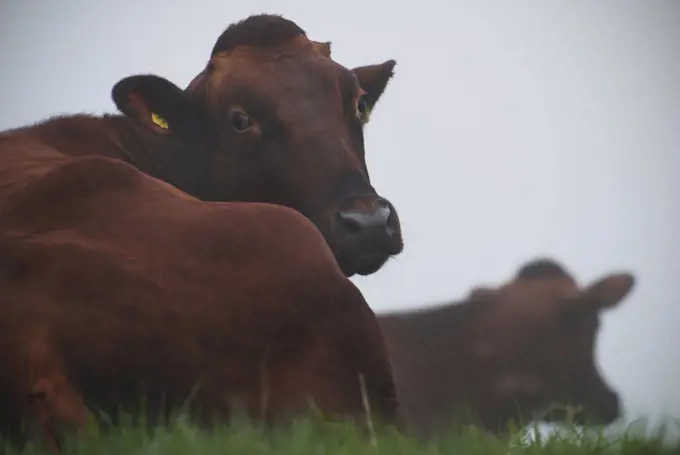 Cows in the grass