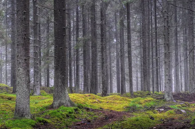 Forest with trees