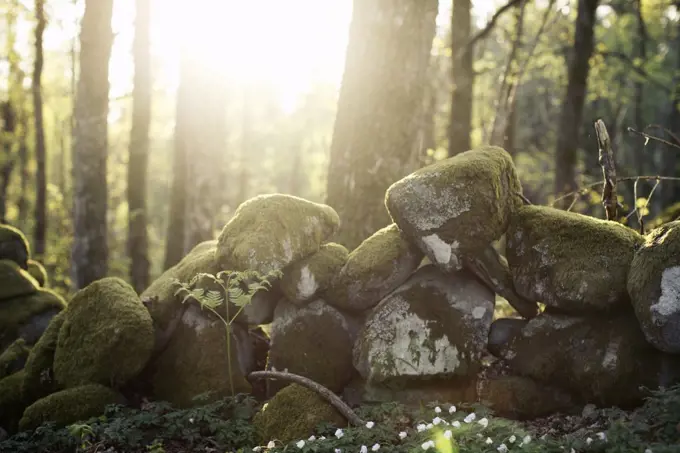 Sunlight falling on stone covered in moss