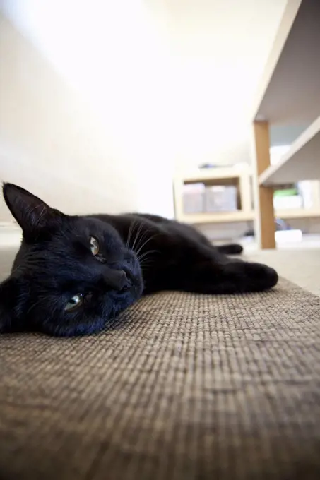 Black cat lying on carpet at home