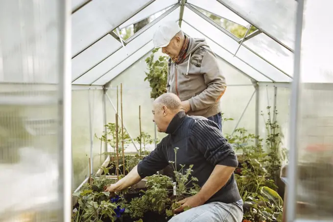 Gay men gardening in small greenhouse