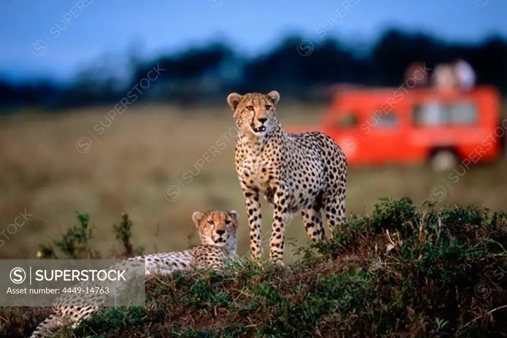 Cheetahs in the Steppe, Masai Mara National Reserve, Kenia, Africa