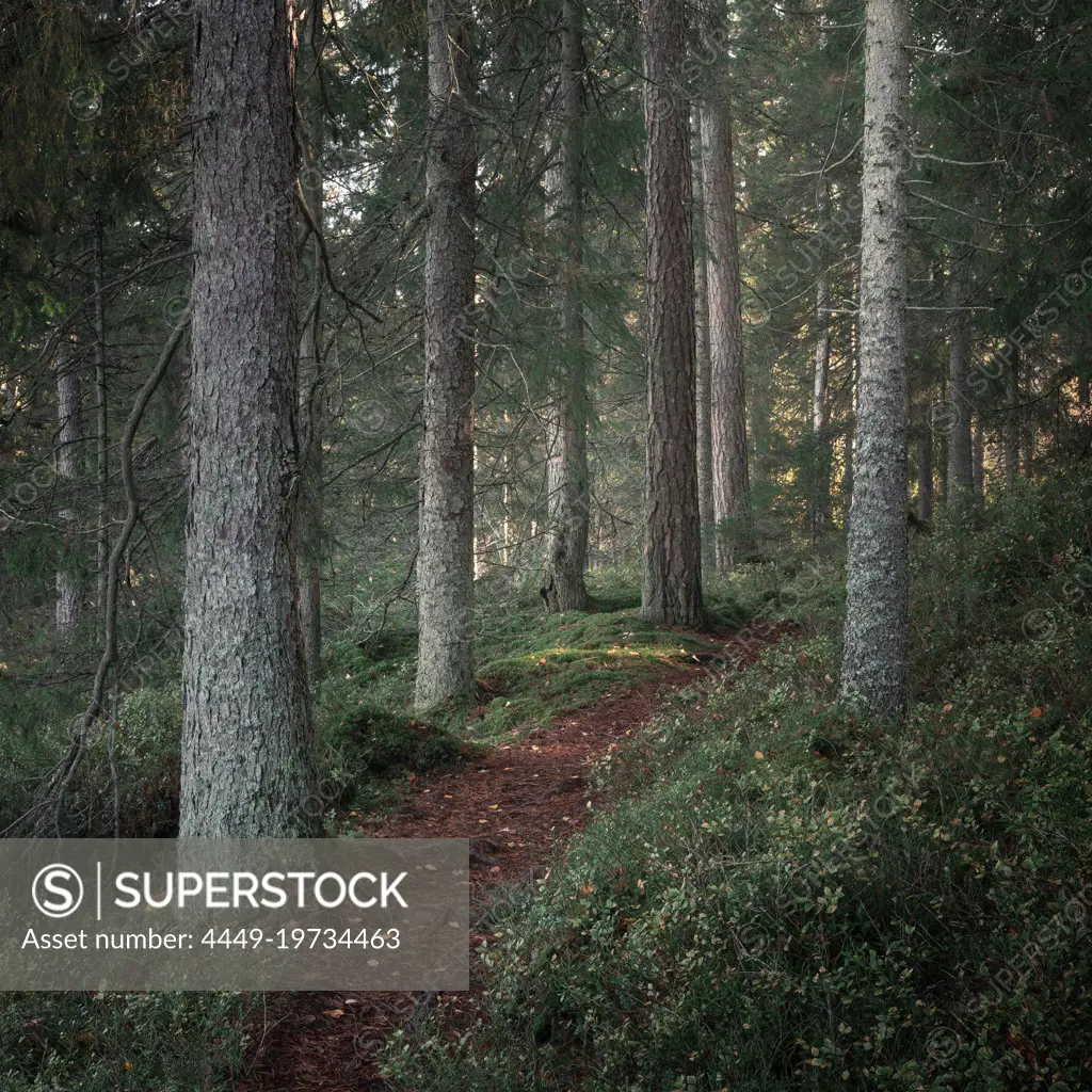 Hiking trail through forest of Tiveden National Park in Sweden