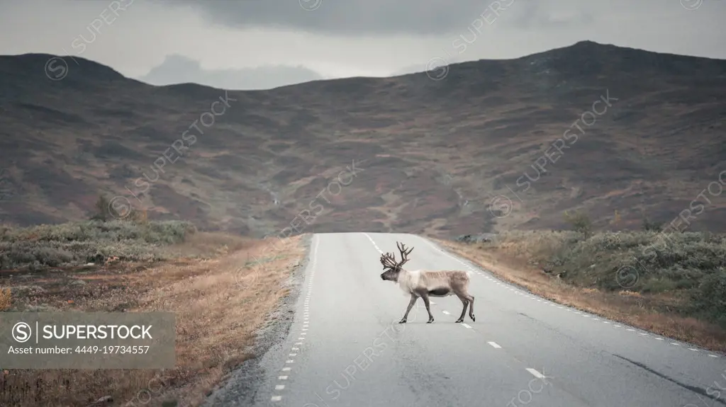 Reindeer on the road of Wilderness Road in the countryside of Jämtland in autumn in Sweden