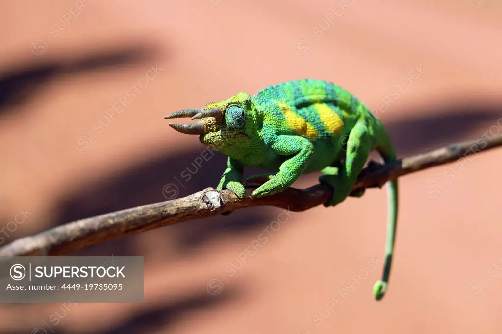 Uganda; Western Region; southern part; north of the Bwindi Impenetrable Forest; Three-horned chameleon on a branch