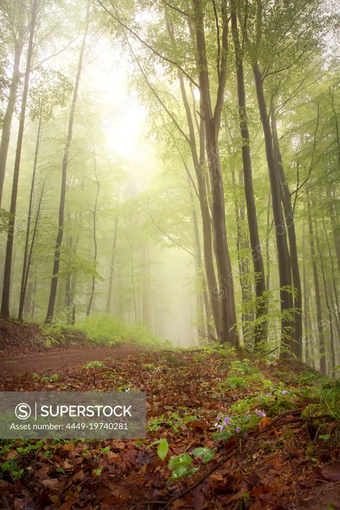 Morning mood in the woods near Frauensee, Thuringia, Germany