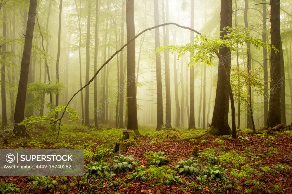 Morning mood in the woods near Frauensee, Thuringia, Germany