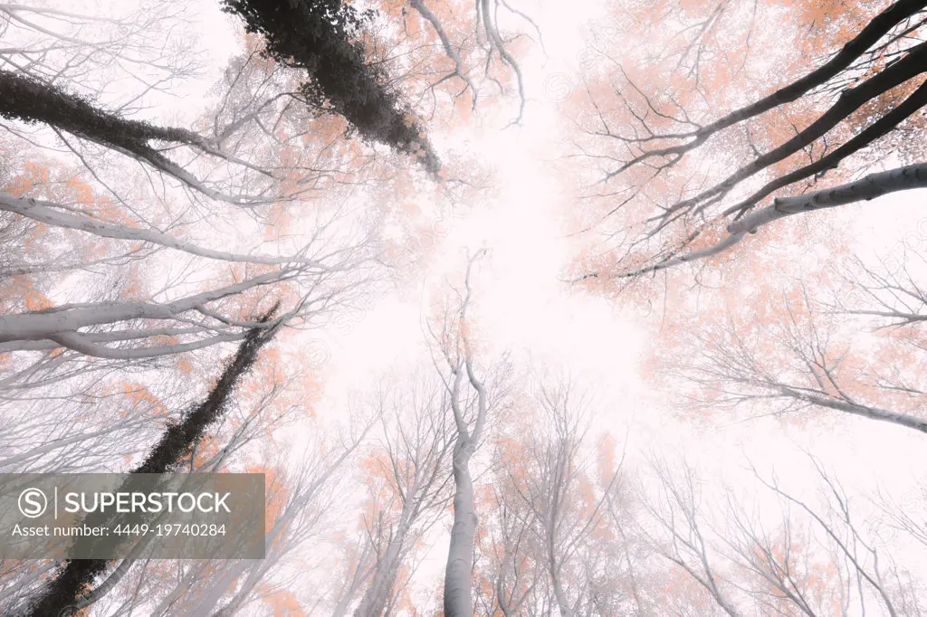 Looking up into the treetops, Thuringia, Germany