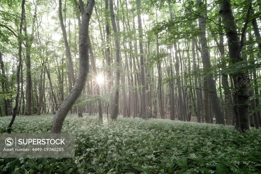 The wild garlic forest near Friedewald, Hesse, Germany