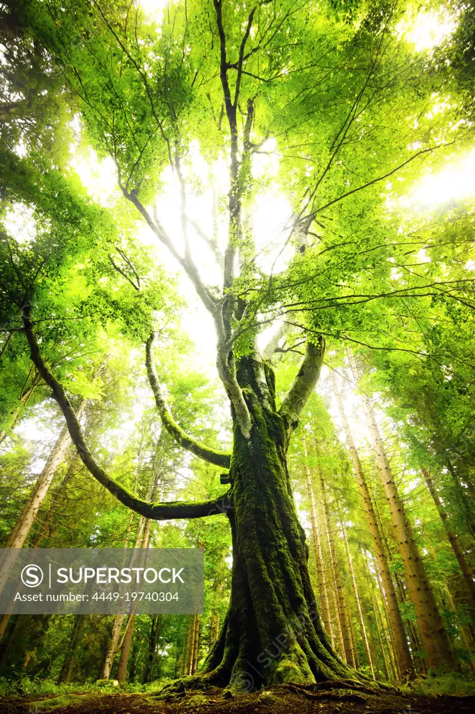 A big tree in the middle of the forest in Thuringia