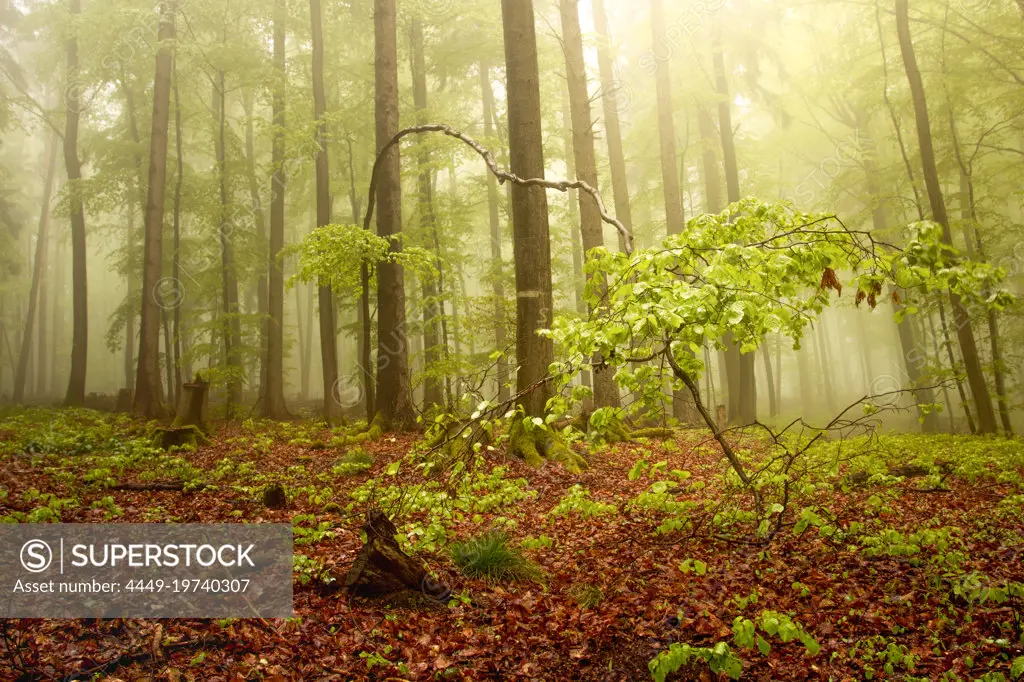 Somewhere in the forest near Frauensee in Thuringia, Germany