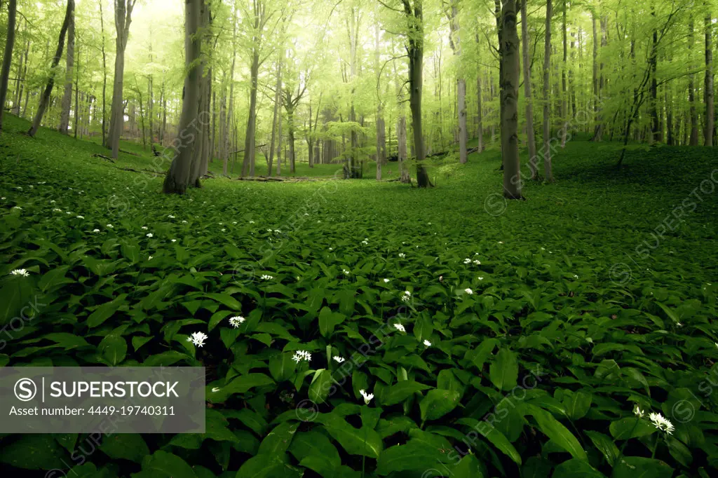 Wild garlic forest near Reichenbach in Hesse, Germany